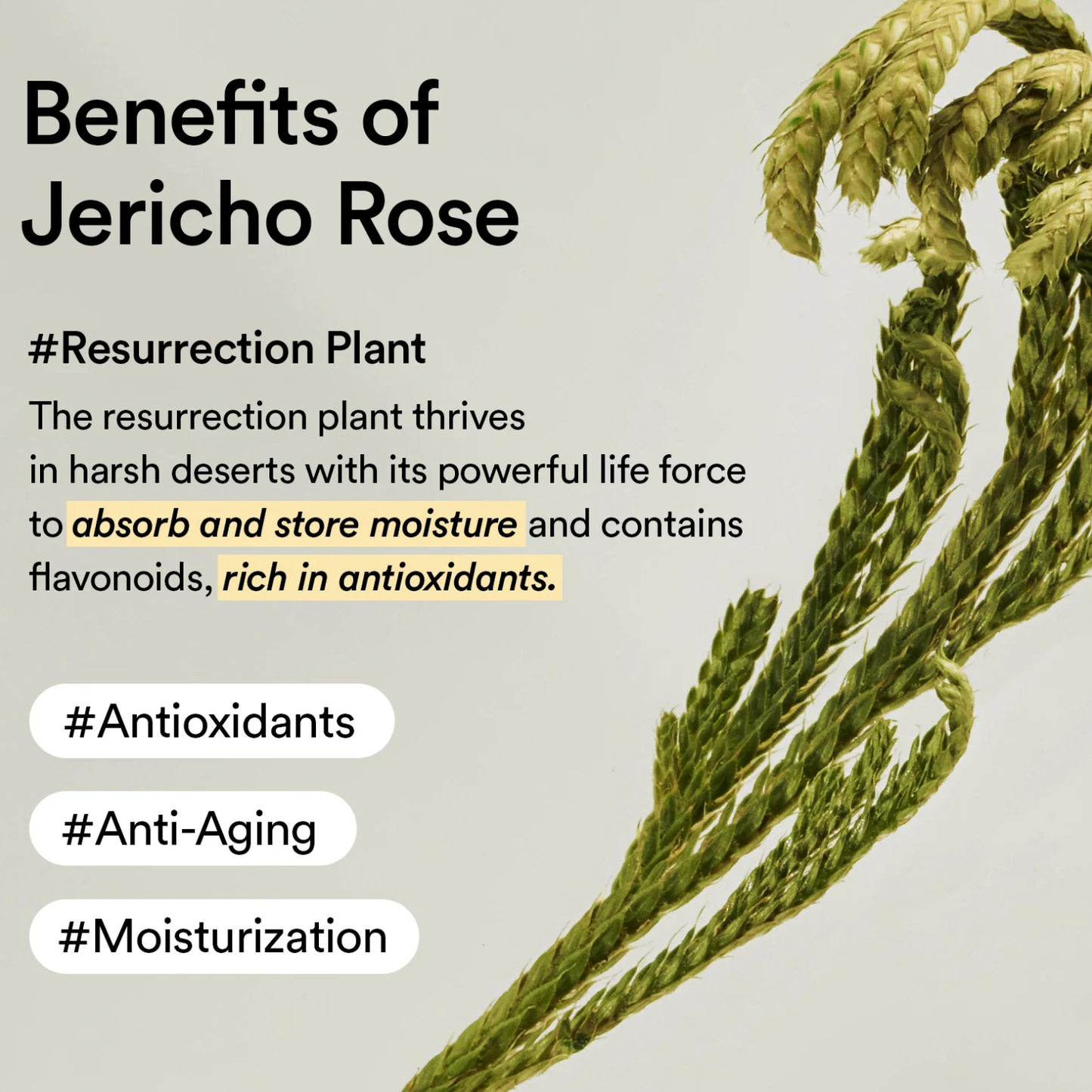 ABIB Jericho Rose Cream Nutrition Tube 75ml