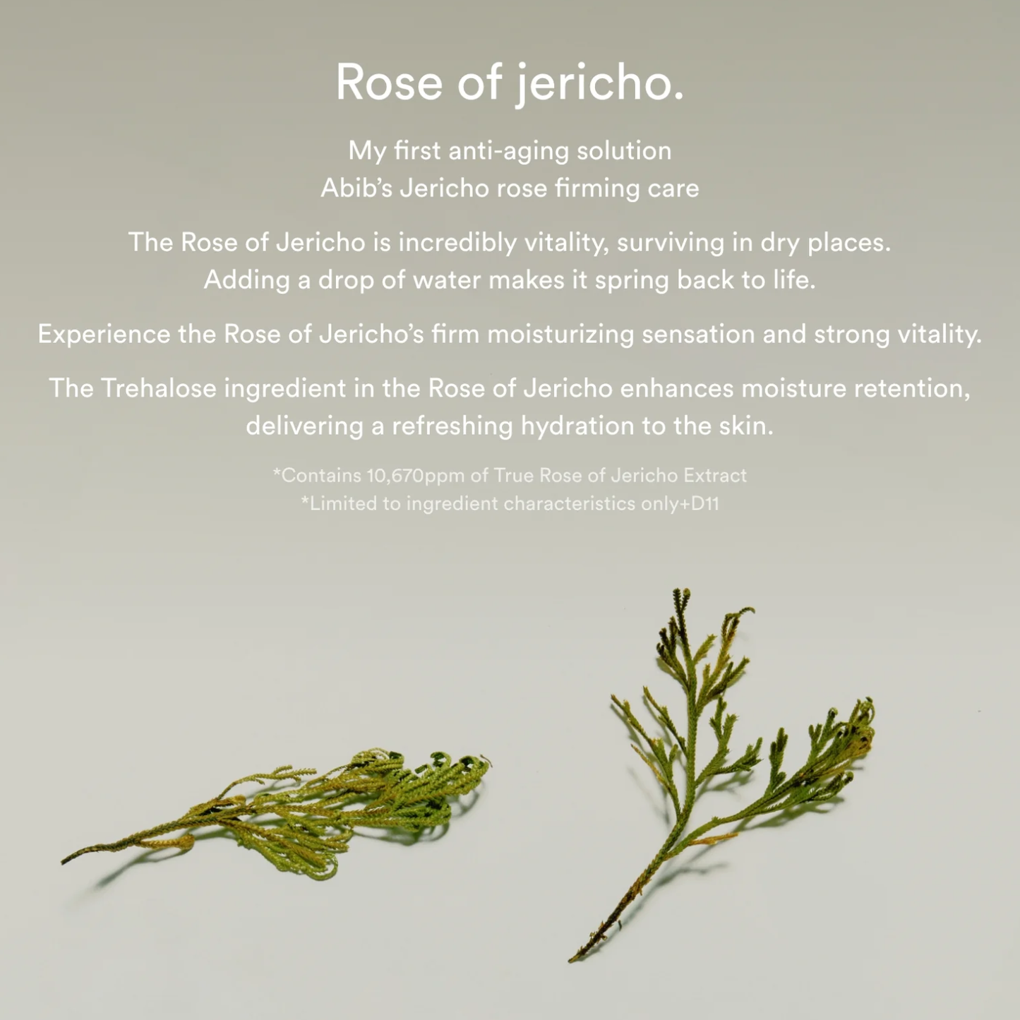 ABIB Jericho Rose Collagen Pad Firming Touch 60ea